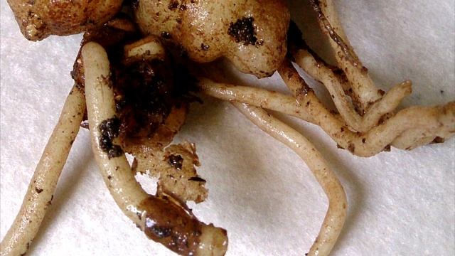 УКОРЕНИТЬСЯ ДАЖЕ СУХАЯ ПАЛКА! СУПЕР УКОРЕНИТЕЛЬ! УКОРЕНИТ РОЗУ, ВИНОГРАД И ВСЁ ЧТО ХОЧЕШЬ! смотреть онлайн