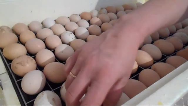 Инкубация куриных яиц! Часть 1. смотреть онлайн