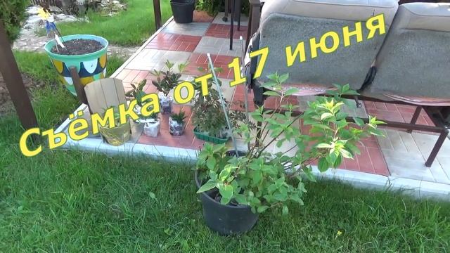 ДАЧА Обновки для сада Распаковка и полный обзор саженцев из магазина САДОВЫЙ РАЙ смотреть онлайн