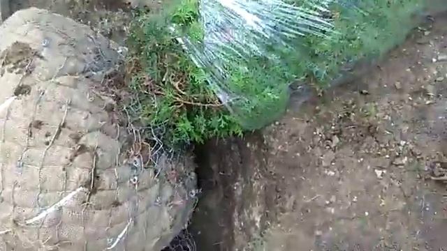 Выкопка туй 4,5 метра смотреть онлайн