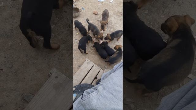 Г Атырау. Маленькие хищники. безОпасные Хвостатые! смотреть онлайн