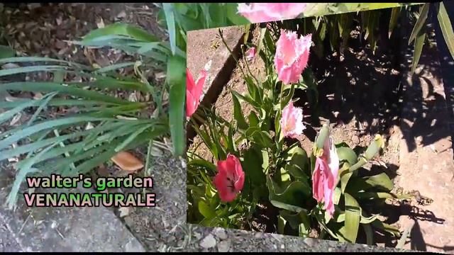 Tulipa 'Fancy Frills' (tulipano)