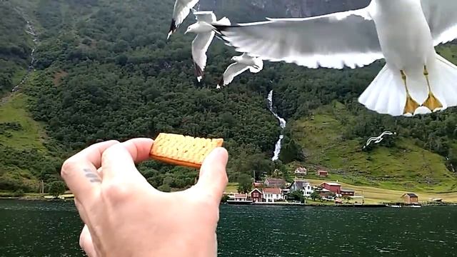 Чайка берёт печенье у меня с руки. Нерёй-фьорд. Норвегия (22.06.2019) смотреть онлайн