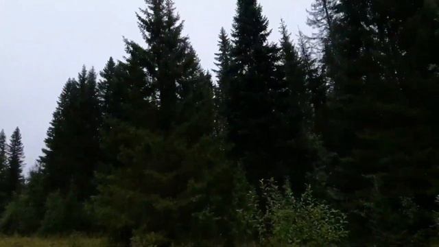 грибная охота, 17 авг. выскочили красноголовики, чуть не наступил. смотреть онлайн