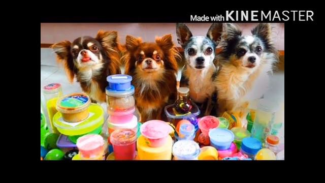 Мой любимый мэджик петс