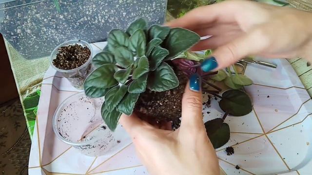 Почему у фиалки мелкие листья? Что делать? Фиалки у Алисы. смотреть онлайн