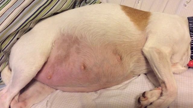 Is that an alien in my chihuahuas belly pt 2 смотреть онлайн