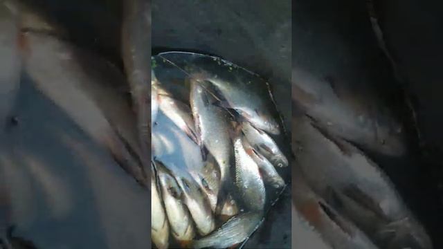 Рыбалка в октябре на леща. Как поймать рыбу осенью. смотреть онлайн