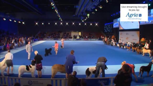 European Dog Show 2015 - Friday: Group 2 (English) смотреть онлайн