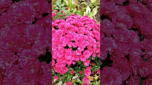 #хризантема #хризантемы #chrysanthemum #хризантема #балхаш #букеты #bouquetflowers #осенниецветы смотреть онлайн