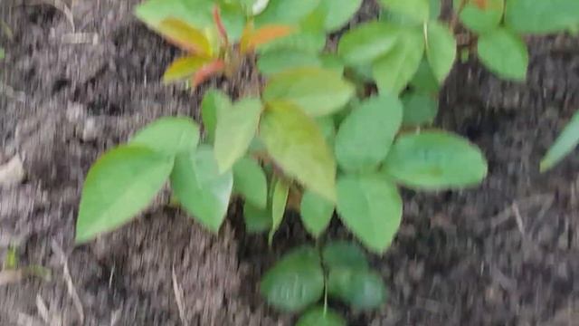 Ограническая Подкормка молодых роз- флорибунд,осенней посадки 13 мая 2021 года смотреть онлайн