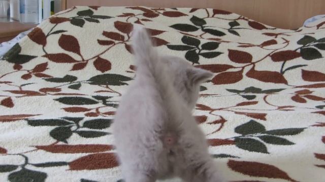 шотландские котята кошечка лиловая страйт Anika Violet смотреть онлайн