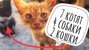 Братья по не счастью обрели счастье. Полный обзор всех подобранных животных и не только