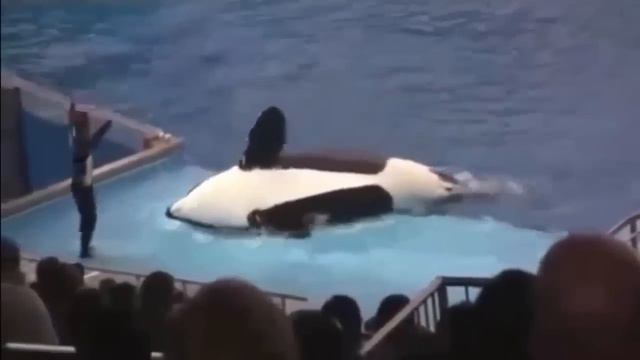 Касатка задела хвостиком