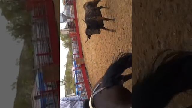 Kike Del Rio montando a Morante con pasodoble: Nerva. Entrenamientos // 11-4-12 смотреть онлайн