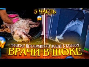 Сбитый Алабай кинулся на доктора Делают рентген, какие у него переломы? у него надувается живот.