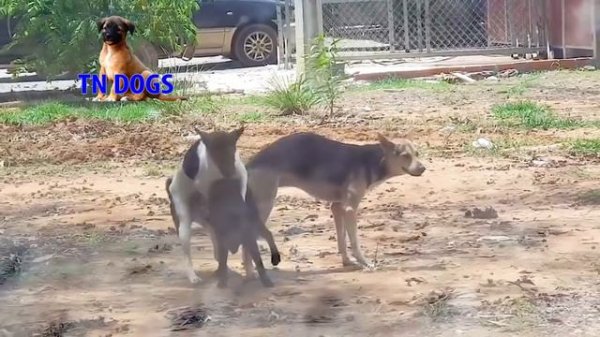 Dog meeting ,dogs meeting at countrysid, countryside meeting dos.#2