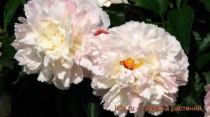 Пион травянистый Алерти (paeonia) ? травянистый пион Алерти обзор: как сажать, рассада пиона Алерти