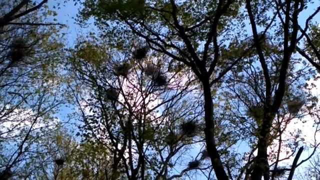 Невероятное зрелище.Около сотни журавлей в гнездах близ моего жилища смотреть онлайн