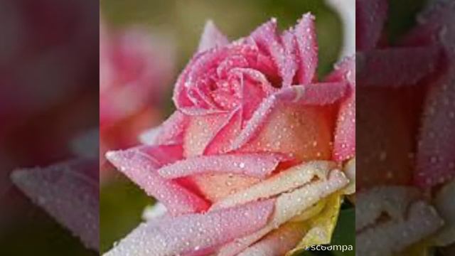 ДОБРЫЕ ХРИСТИАНСКИЕ ПОЖЕЛАНИЯ! смотреть онлайн