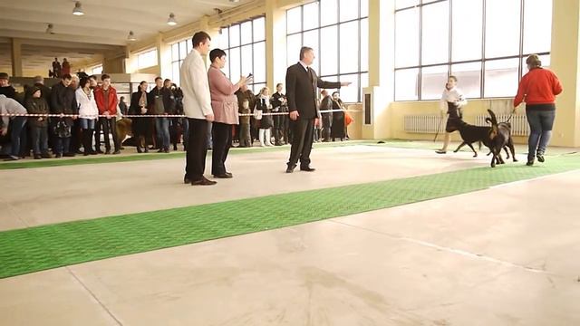 выставка 17.03.2013 город Караганда, ринг Ротвейлеров смотреть онлайн