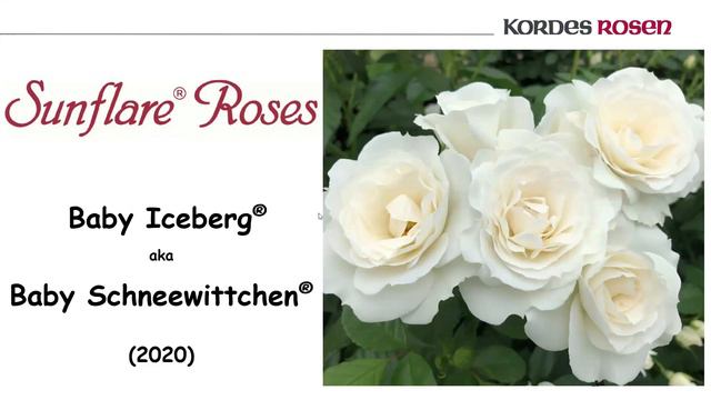 Thomas Proll - Rose Breeder смотреть онлайн