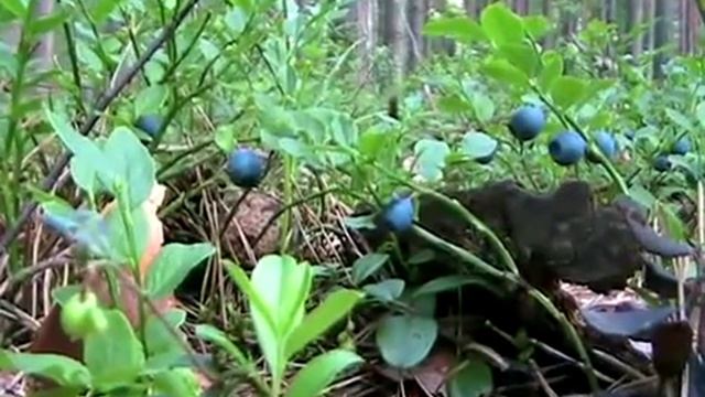 Лесные ягоды:  Черника Blueberry .