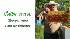 Слёт пчел из ульев