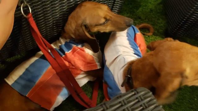 Таксы болеют за Россию | Dachshund football fan смотреть онлайн