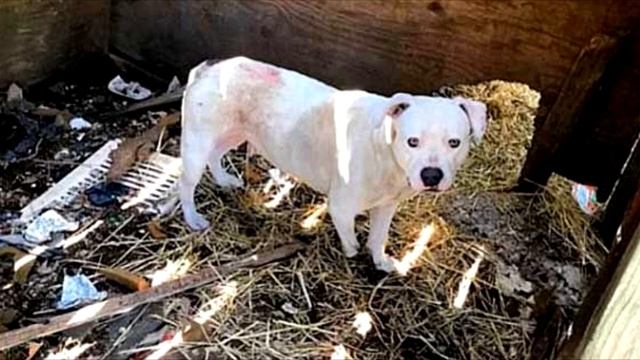 Она 5 лет была прикована за лапу. Когда силы кончились, собака решилась на отчаянный поступок смотреть онлайн