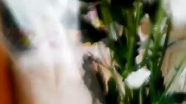 КИСААА// ЖРЕТ РУКУ А ПОШЛА КРОВЬ))) смотреть онлайн