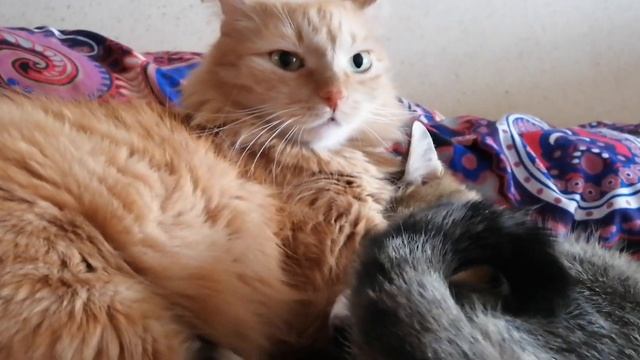 Любовь зла полюбишь и рыжего кота | Ты постный космос | Рыжий и Тара прикольная любовь! смотреть онлайн