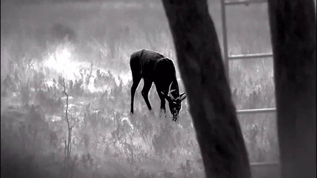 Pulsar Helion 2 XP50 Pro Review