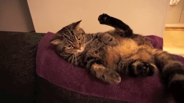Numb cat; Кота парализовало смотреть онлайн