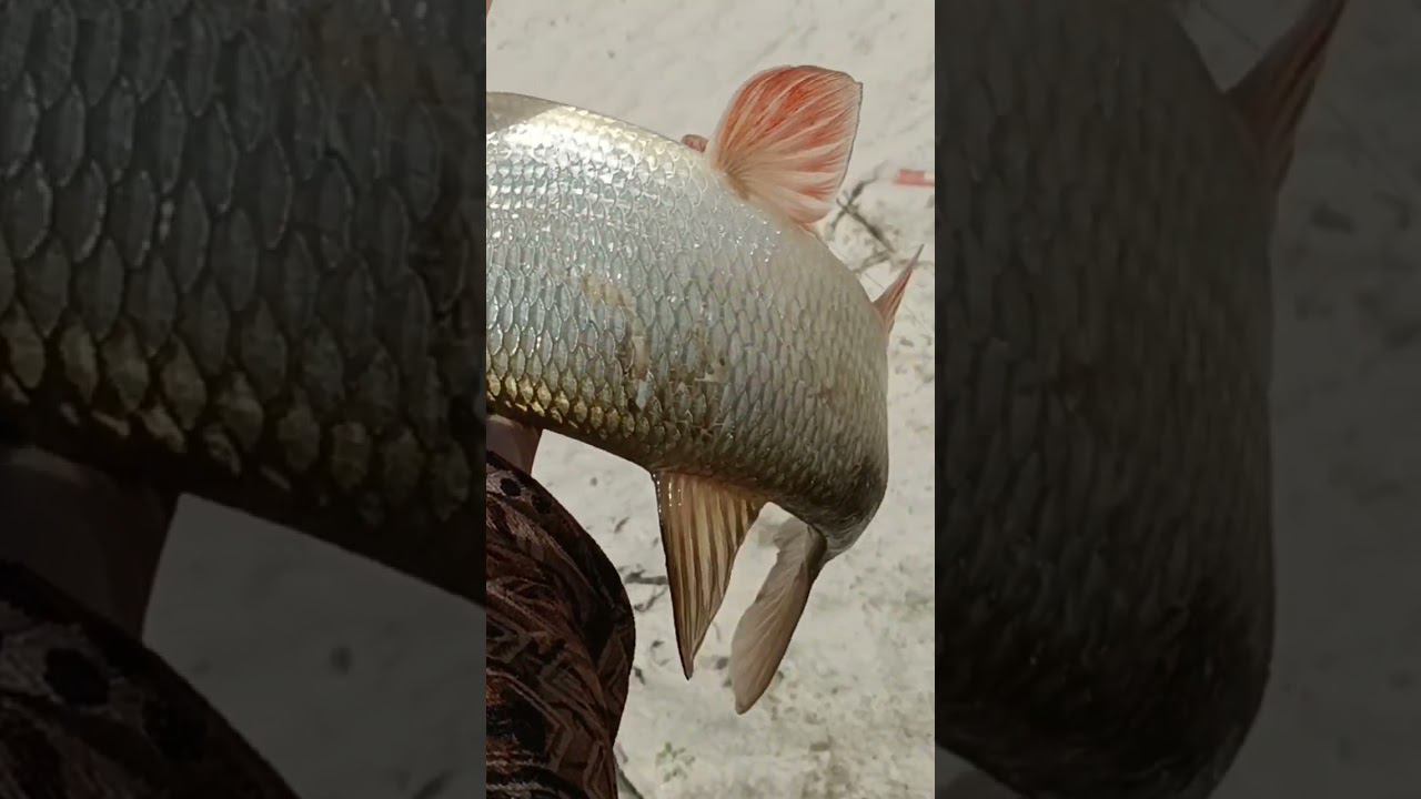 Язь на сало. смотреть онлайн