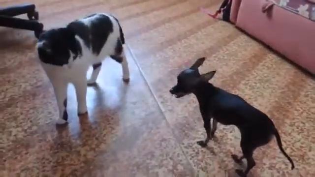 собаки видео приколы . кошки против собак . собачка ставит на место кота смотреть онлайн