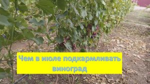 Чем и Как подкармливаю виноград. Июль 2024