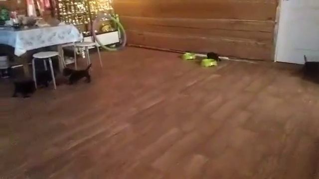 Щенки большого (королевского) пуделя. Питомник "Эмерэй". смотреть онлайн