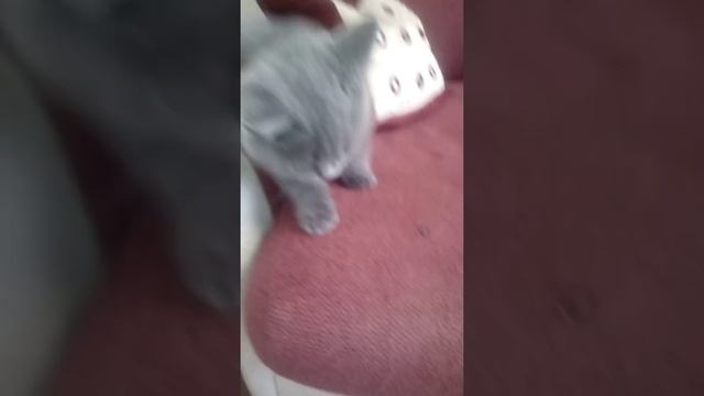 Британский котёнок 2 месяца смотреть онлайн