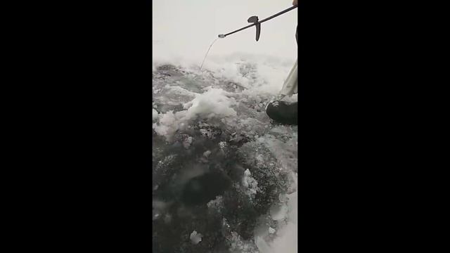 Выбор сильнейших--ВЕДЬМА -секрет успешной зимней рыбалки. Зимняя рыбалка 2020.Первый лёд. Безмотылк смотреть онлайн