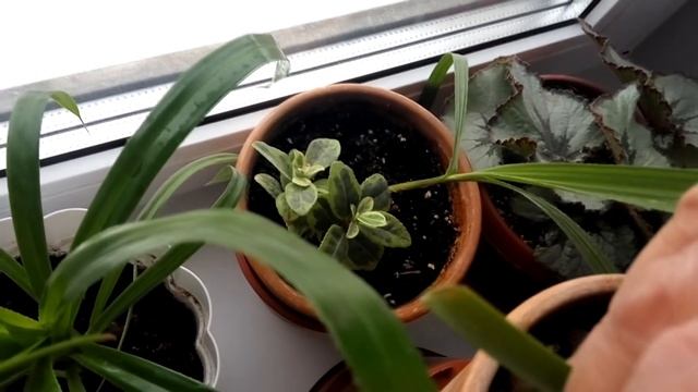 ПРЕДНОВОГОДНИЙ ДНЕВНИК обзор растений южного окна смотреть онлайн