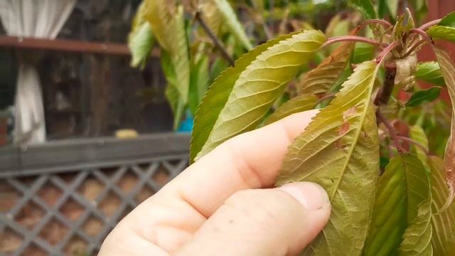 #монилиозвишни#скрученныелистьяначерешне# Монилиоз, помощь вишне... скручиваются листья на ч смотреть онлайн