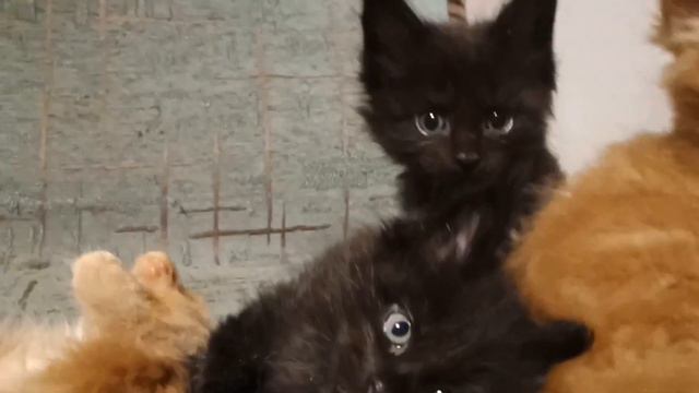 мейн куны котята из помета X.24.06.2021 свободен 1. смотреть онлайн