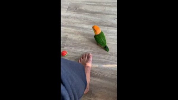 Dogs and Cats funny Videos 2022? [clean Animal Videos 2022] [Cats & Dogs]#81