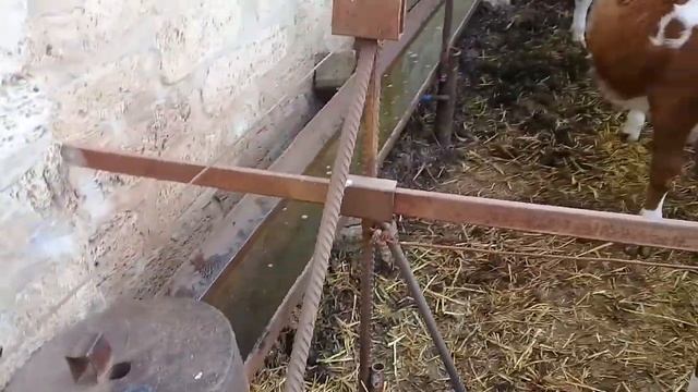 Витамины для телят смотреть онлайн