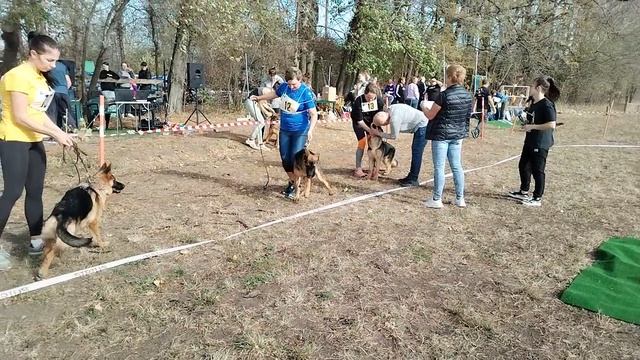 Щенки суки ст 2ч - моно в Краснодаре 2023