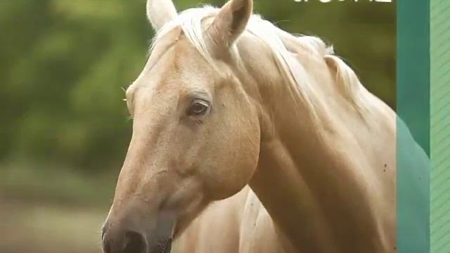 Моё самое любимое животное😋 смотреть онлайн