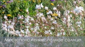 Гаура Линдхеймера - многолетник для солнца - Как и где сажать, как ухаживать, каких соседей выбрать