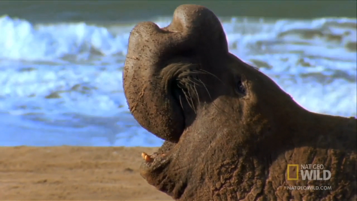 Морские слоны (лат. Mirounga)