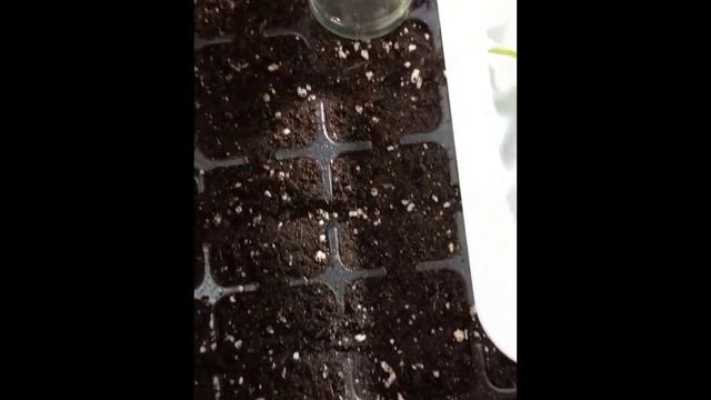 Черенкование петунии. смотреть онлайн